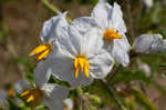 Sticky nightshade